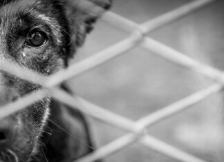 Avanza en comisiones iniciativa para castigar zoofilia hasta con cuatro años de cárcel zoofilia