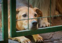 Puebla tipificará zoofilia como delito grave, adelantan zoofilia