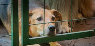 Puebla tipificará zoofilia como delito grave, adelantan zoofilia