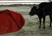 Movimiento Animalista de Puebla logra amparo para prohibir Tauromaquia en Teziutlán Animalista