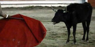 Movimiento Animalista de Puebla logra amparo para prohibir Tauromaquia en Teziutlán Animalista