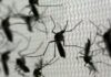 ¡Récord histórico! Brasil reporta 1.88 millones de casos de dengue