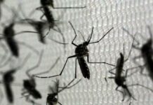 ¡Récord histórico! Brasil reporta 1.88 millones de casos de dengue