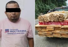 Lo detienen con 500 trozos de pino de tala ilegal en Huehuetla