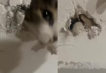 Gato queda atrapado en una pared, en Estados Unidos