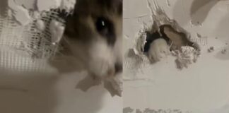Gato queda atrapado en una pared, en Estados Unidos