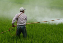 México busca alternativas a glifosato en agricultura Glifosato
