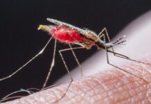 Reportan primer caso de malaria en Coahuila