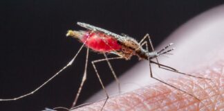 Reportan primer caso de malaria en Coahuila