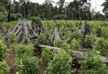 ONU advierte sobre “narcodeforestación” en México y Sudamérica