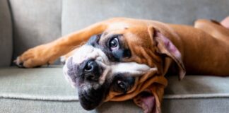 ¿Qué sonidos molestan a los perros? Conócelos aquí