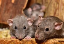 Ratas se comen marihuana en estación de policía de Nueva Orleans Ratas