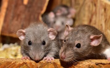 Ratas se comen marihuana en estación de policía de Nueva Orleans Ratas