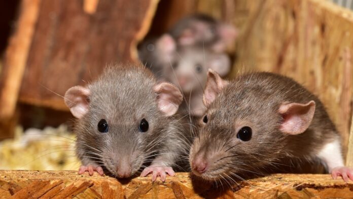 Ratas