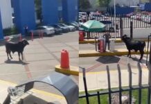 Toro ingresa a instalaciones del campus Pedregal de la Universidad La Salle