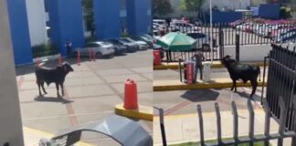 Toro ingresa a instalaciones del campus Pedregal de la Universidad La Salle