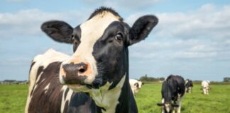 Vaca se hace viral por interrumpir una boda