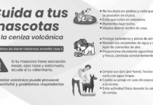 ¿Cómo cuidar a tus mascotas ante la caída de ceniza volcánica? Ceniza