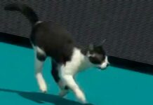Gatito interrumpe partido de tenis y se roba la atención Gatito