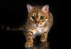 Gatito activa alerta sanitaria en ciudad japonesa ¿Qué pasó? Gatito
