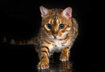 Gatito activa alerta sanitaria en ciudad japonesa ¿Qué pasó? Gatito