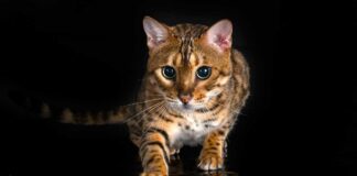 Gatito activa alerta sanitaria en ciudad japonesa ¿Qué pasó? Gatito