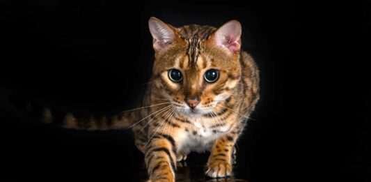 Gatito