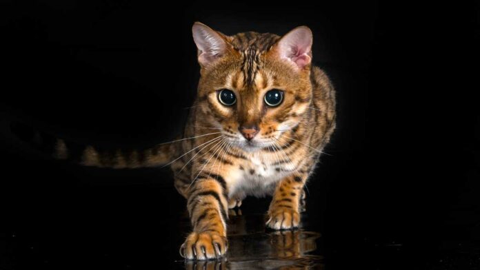 Gatito