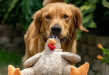 Perro juguetón ‘arruina’ día de trabajo en casa de su dueño perro