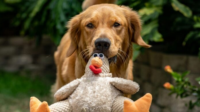 perro