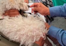 Atlixco se suma a Jornada Nacional de vacunación antirrábica canina y felina vacunación