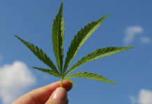 Alemania legaliza uso recreativo de cannabis Alemania