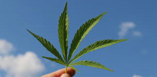 Alemania legaliza uso recreativo de cannabis Alemania