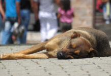 Endurecerán sanciones por maltrato animal en Puebla Crueldad animal