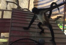 Profepa rescata a mono araña encadenado en Morelos