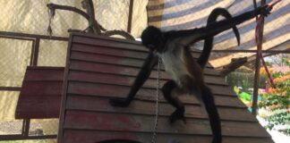 Profepa rescata a mono araña encadenado en Morelos
