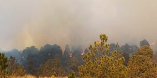 Conafor tramita pago de seguros por brigadistas fallecidos en Libres