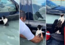 Gatito es salvado de morir ahogado en Dubái Gatito