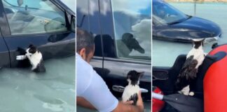 Gatito es salvado de morir ahogado en Dubái Gatito