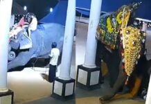Fallece hombre en India luego de ser aplastado por elefante Hombre