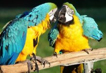 Loros ayudan a hombre a descubrir infidelidad de su pareja