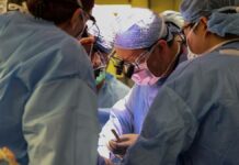 Dan de alta a hombre que recibió trasplante de riñón de cerdo en EU