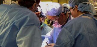 Dan de alta a hombre que recibió trasplante de riñón de cerdo en EU