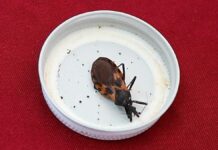 Llama Salud a no bajar guardia contra enfermedad de Chagas Salud