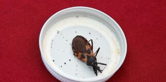 Llama Salud a no bajar guardia contra enfermedad de Chagas Salud