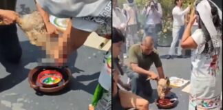 Sacrifican animales como ofrenda para ritual en el Senado