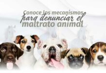 Congreso refuerza mecanismos de denuncia ante casos de maltrato animal animal