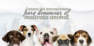 Congreso refuerza mecanismos de denuncia ante casos de maltrato animal animal