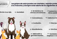 ¿Cómo saber si mi mascota tiene un golpe de calor? calor