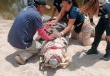 Capturan a cocodrilo de 250 kg en zona turística de Puerto Vallarta cocodrilo